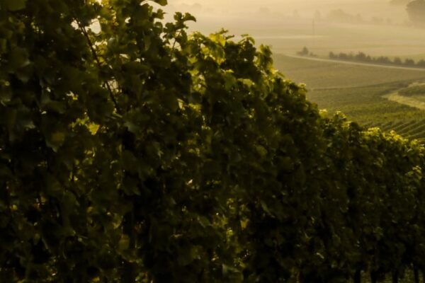 Doi Inthanon National Park Eco-Friendly Tour