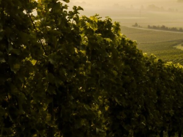 Doi Inthanon National Park Eco-Friendly Tour